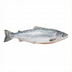 Лосось Premium 6-7кг (замороженный)